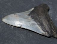 Otodus megalodon (Agassiz, 1835)