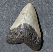 Otodus megalodon (Agassiz, 1835)