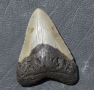 Otodus megalodon (Agassiz, 1835)
