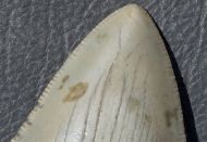 Otodus megalodon (Agassiz, 1835)