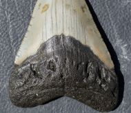 Otodus megalodon (Agassiz, 1835)