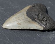 Otodus megalodon (Agassiz, 1835)