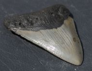 Otodus megalodon (Agassiz, 1835)