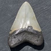 Otodus megalodon (Agassiz, 1835)