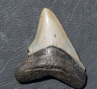 Otodus megalodon (Agassiz, 1835)