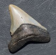 Otodus megalodon (Agassiz, 1835)