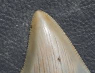 Otodus megalodon (Agassiz, 1835)