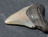 Otodus megalodon (Agassiz, 1835)