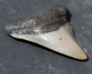 Otodus megalodon (Agassiz, 1835)