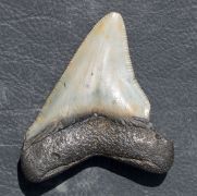 Otodus megalodon (Agassiz, 1835)