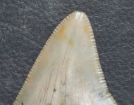 Otodus megalodon (Agassiz, 1835)