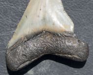 Otodus megalodon (Agassiz, 1835)