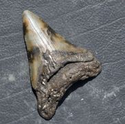 Otodus megalodon (Agassiz, 1835)