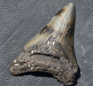 Otodus megalodon (Agassiz, 1835)