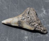 Otodus megalodon (Agassiz, 1835)