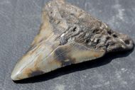 Otodus megalodon (Agassiz, 1835)