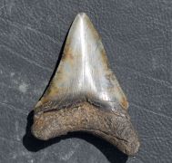 Otodus megalodon (Agassiz, 1835)