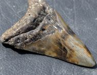 Otodus megalodon (Agassiz, 1835)
