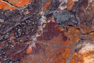 Reserviert - Collenia undosa Walcott 1916