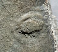 Aspidella sp.