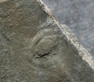 Aspidella sp.
