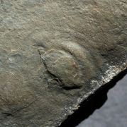 Aspidella sp.