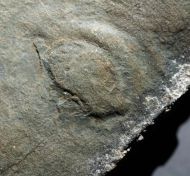 Aspidella sp.