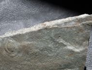 Aspidella sp.