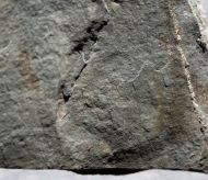 Aspidella sp.