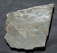 Aspidella sp.