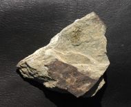 Solenopleuropsis (Solenopleuropsis) rouayrouxi (Munier-Chalmas a