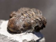 Phacops latifrons (Bronn, 1825)