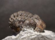 Phacops latifrons (Bronn, 1825)