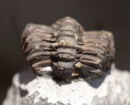 Phacops latifrons (Bronn, 1825)