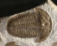 Proasaphiscus rigidus & Hatangia scita (EGOROVA & SAVITSKY 1968)