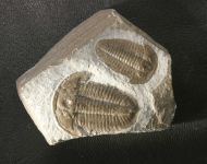 Proasaphiscus rigidus & Hatangia scita (EGOROVA & SAVITSKY 1968)