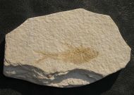 Diplomystus dentatus COPE, 1877