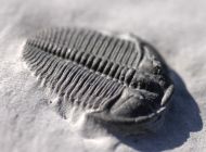 Bolaspidella wellsvillensis (Lochman & Denson, 1944)