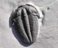 Bolaspidella wellsvillensis (Lochman & Denson, 1944)