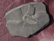 Triarthrus eatoni (HALL, 1838)