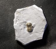 Peronopsis interstricta (WHITE, 1874)