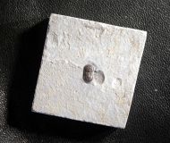 Peronopsis interstricta (WHITE, 1874)