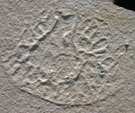 Qualle , Scyphozoa non. det.