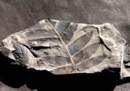 Fossiler Farn , Nilsonia vancouverensis. (Dawson)