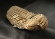 Colpocoryphe grandis (SNAJDR, 1956)