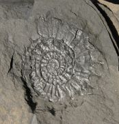 Metaderoceras sp.