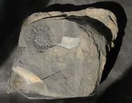 Metaderoceras sp.