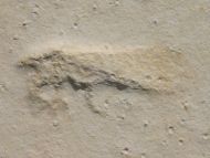 Netzflgler , ?Archaegetes sp.