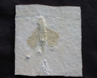 Holzwespe, Myrmicium sp.
