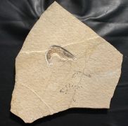 Antrimpos cf. speciosus MNSTER 1839